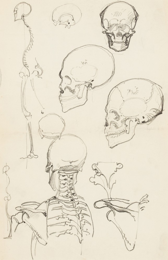"Studium szkieletu ludzkiego"