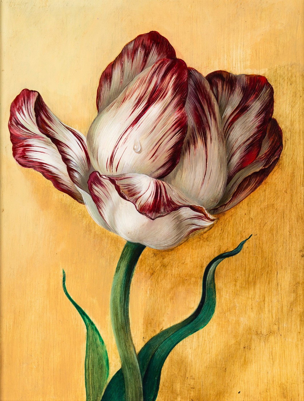 "Tulipan"
