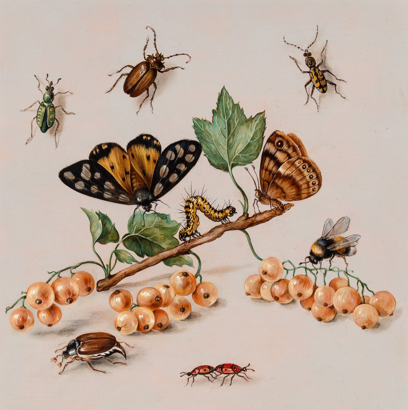 "Martwa natura z owadami i owocami"