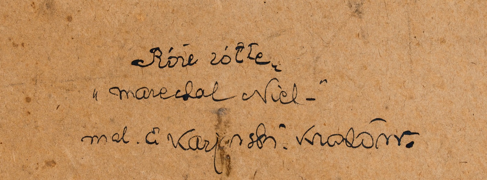 "Róże – Marechal Niel"